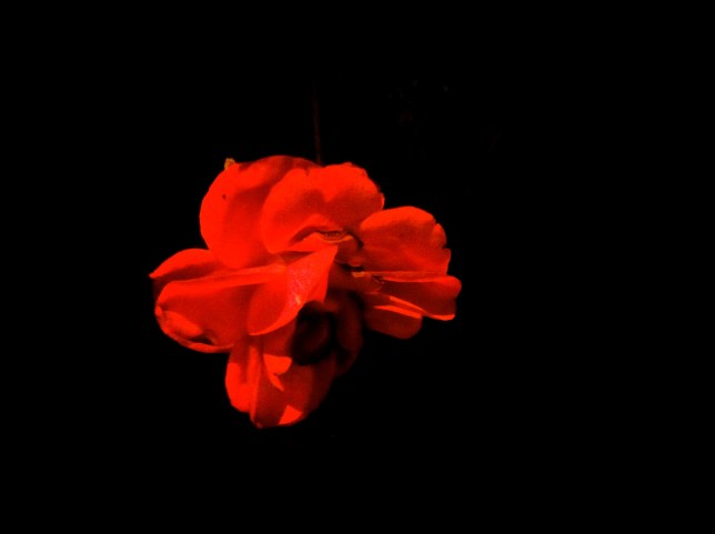 "Like a rose trampled on the ground..."